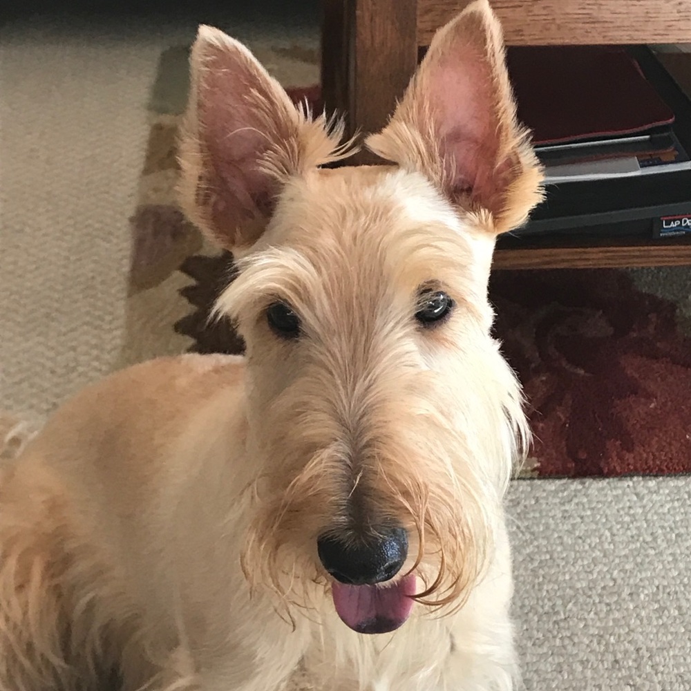 Meet your Posher, Luci